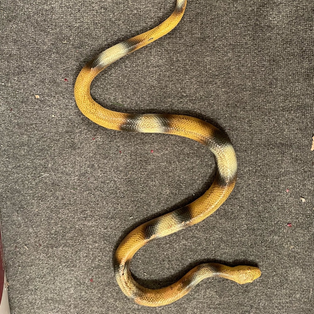 Yellow and Black rubber Snake